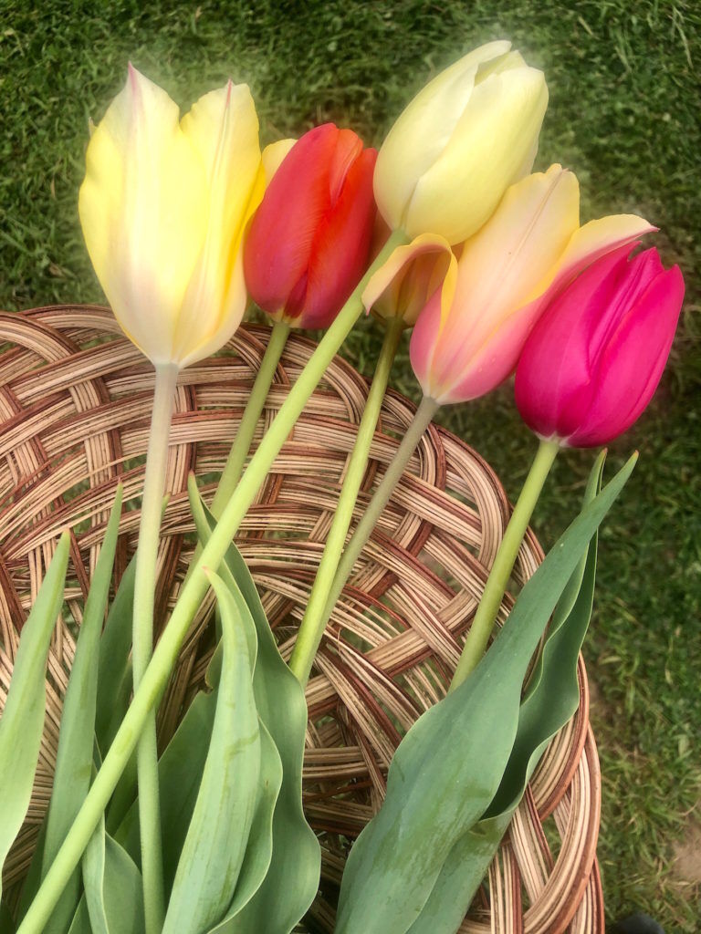 6 tulips in a straw basket